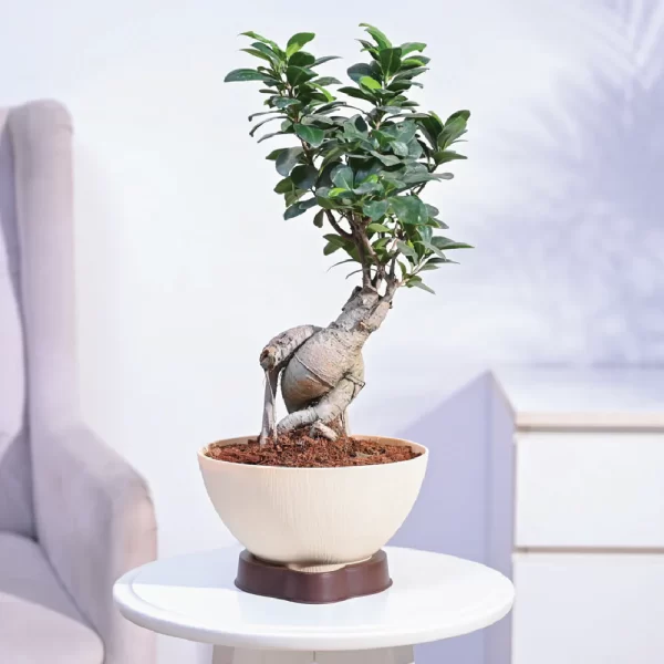 Ficus Bonsai - Plant