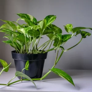 Money Plant