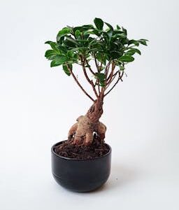 Elegant bonsai ficus microcarpa ginseng in black pot against clean white background.